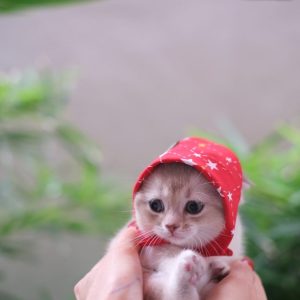 Yıldız Desenli Kırmızı Kedi Fuları / Bandanası